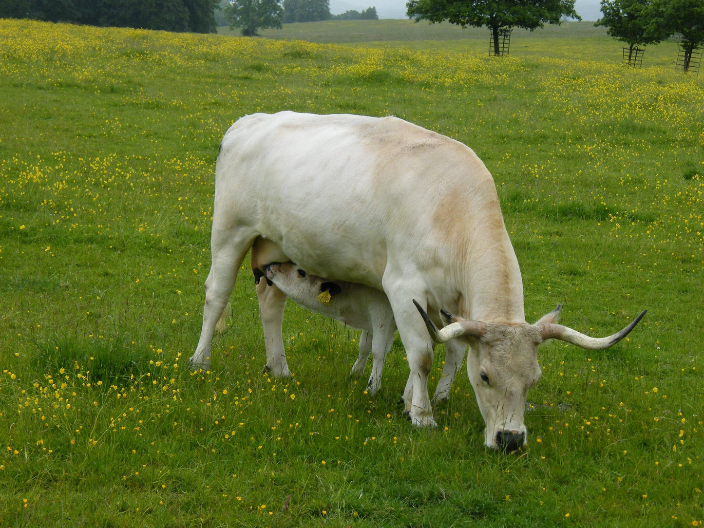 White cow grazing in a green field with yellow wildflowers, calf nursing underneath