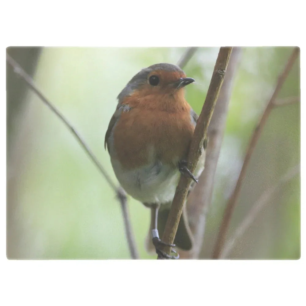Close-up of a British robin perched on a slender branch with soft green blurred background