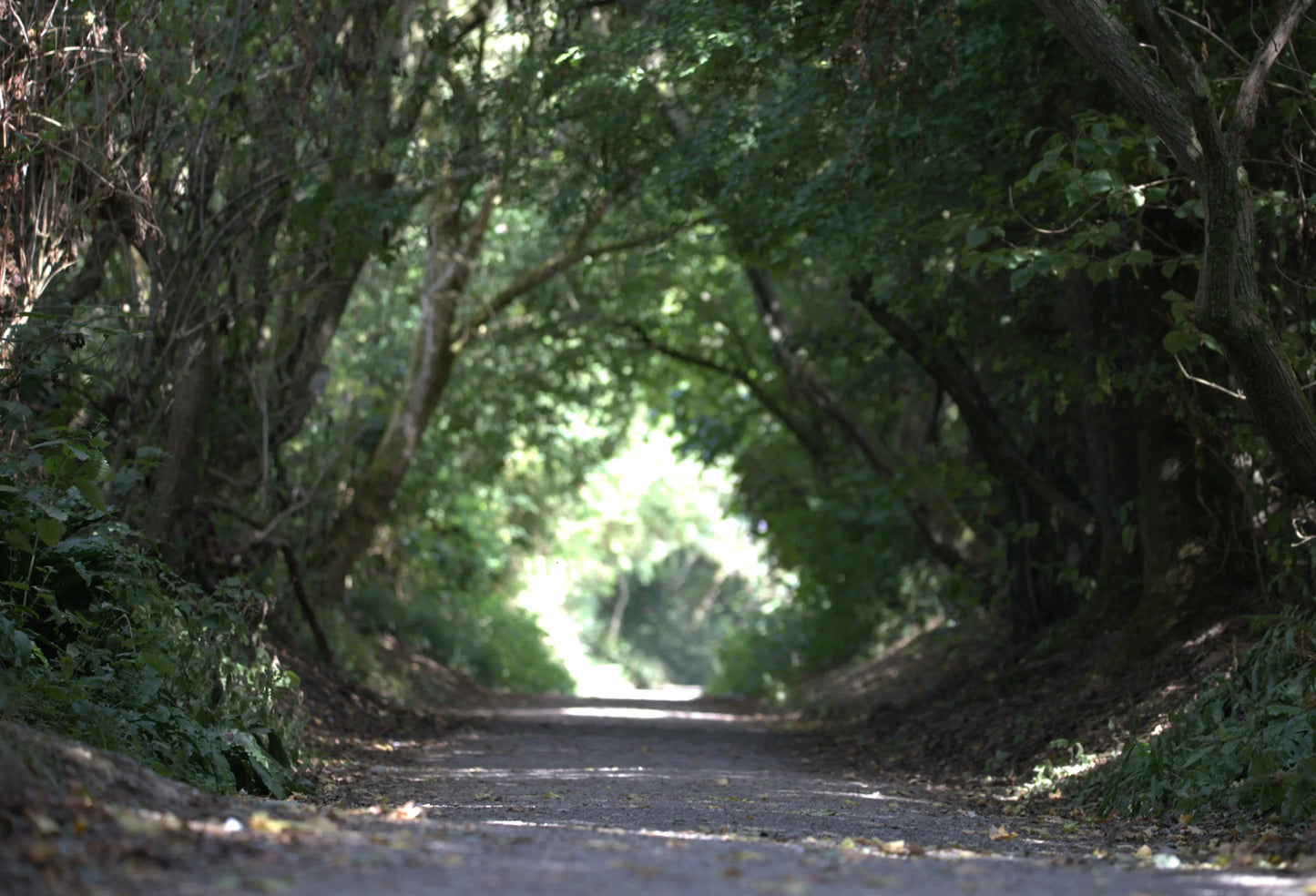 Shaded woodland path surrounded by dense green trees forming a natural tunnel, Bembridge nature walk