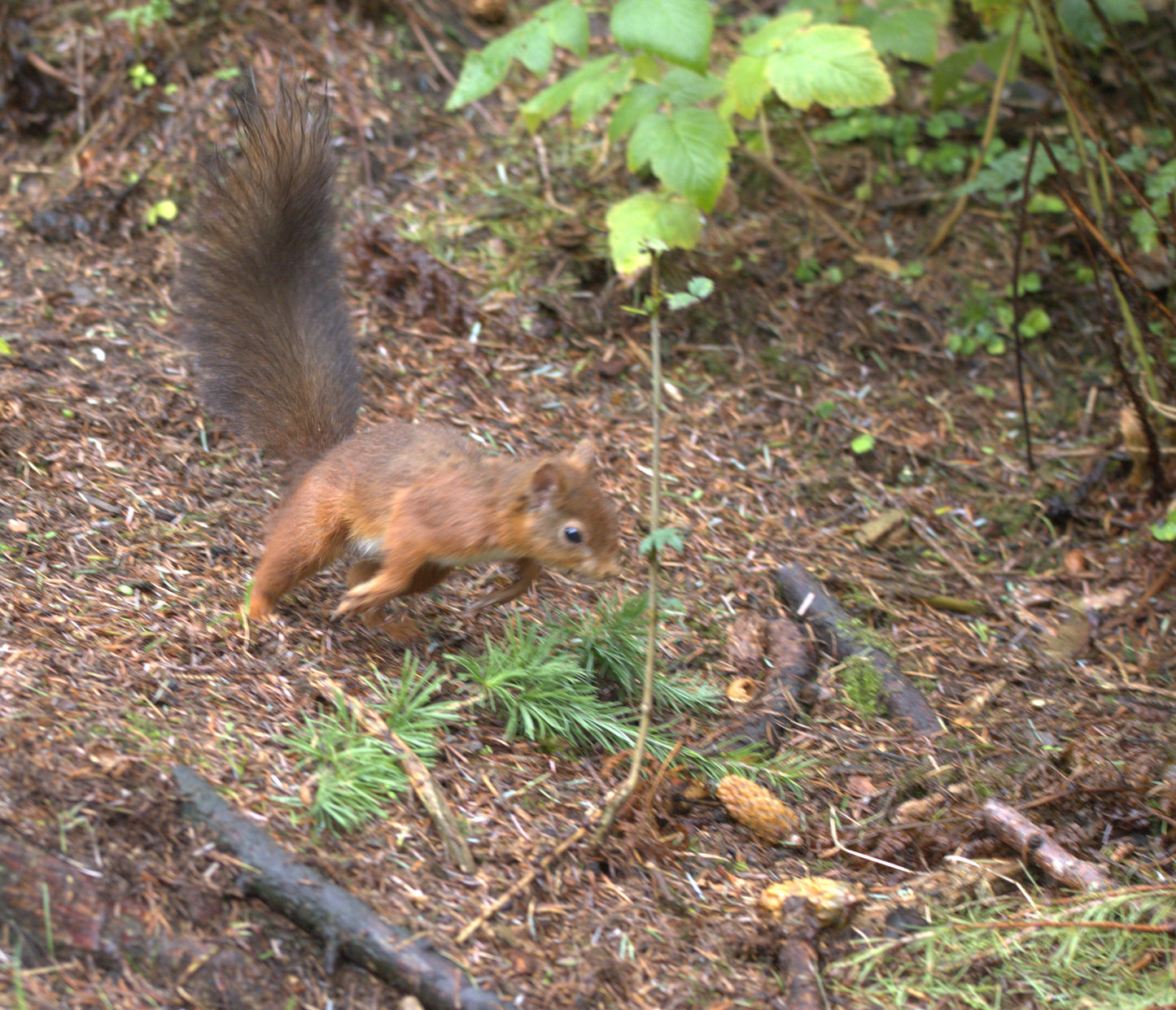 Wildlife in Northumberland Photography Prints