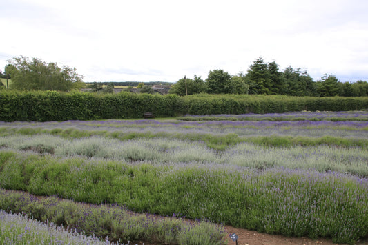 Lavender field with blooming purple flowers and green bushes under cloudy sky