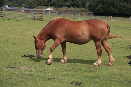 Chestnut horse grazing in a green fenced pasture with rural farm background