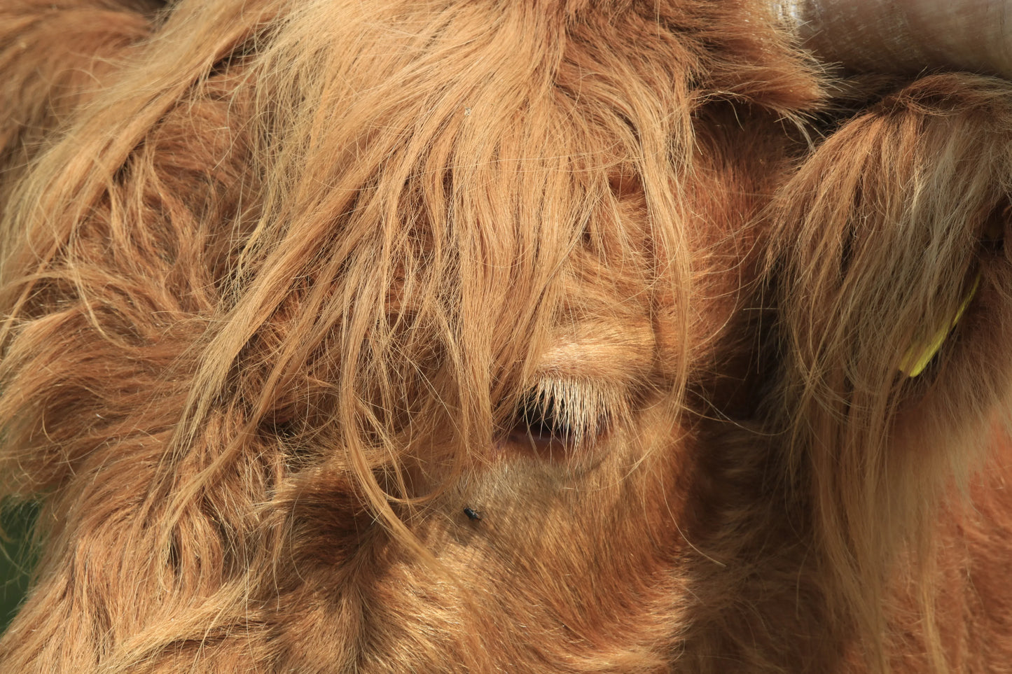 Close-up of Highland cow's eye with long reddish-brown hair and visible eyelashes