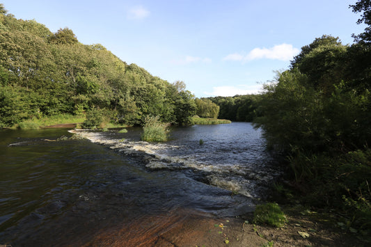 River flowing through lush green forest under blue sky with gentle rapids and shore vegetation