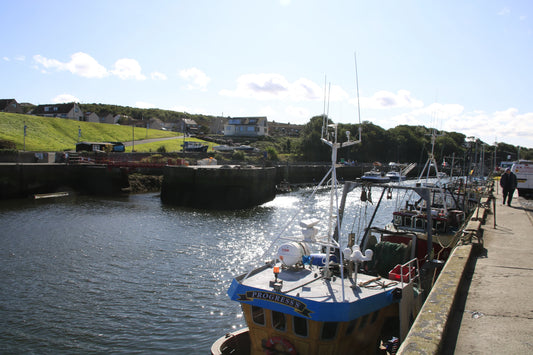 Fishing boats docked along a sunny harbor with houses on a grassy hill in the background