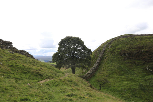 Lush green hillside with a single tree beside historic stone wall under cloudy sky