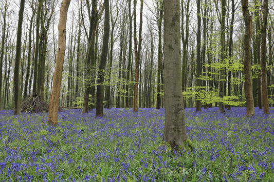 Bluebell flowers carpeting forest floor among tall bare trees and fresh green leaves in spring woodland
