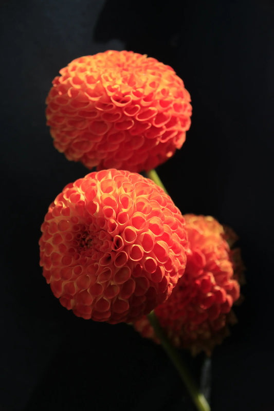 Close-up of vibrant orange pompon dahlia flowers with curled petals against dark background