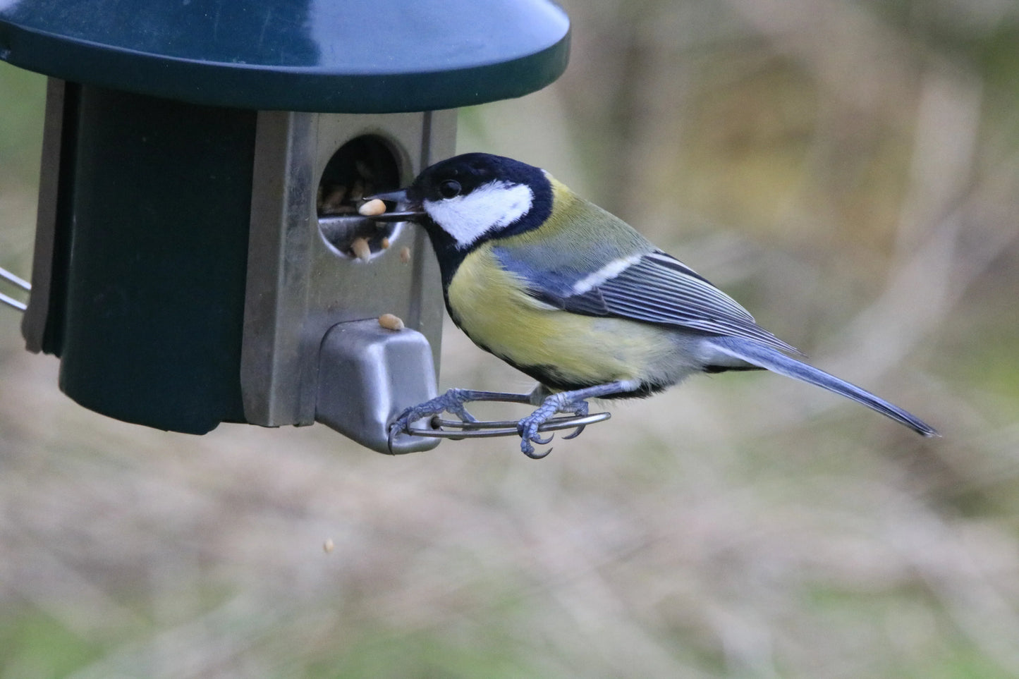 Great tit bird perched on metal bird feeder eating seeds with blurred natural background