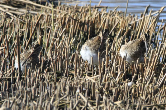 Three snipe birds camouflaged among dry reeds near water edge in natural wetland