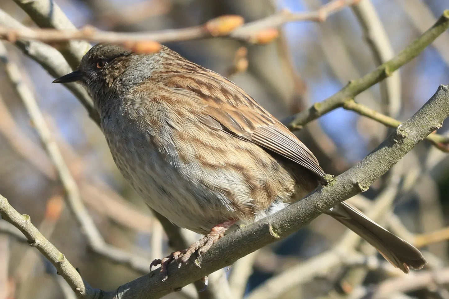 Close-up of a brown and gray bird with a black beak perched on a leafless tree branch in daylight