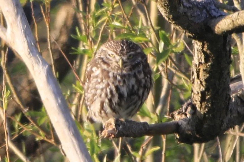 Little owl perched on a branch surrounded by green foliage in natural sunlight