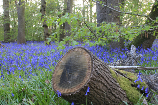Cut tree trunk covered in moss surrounded by dense bluebell flowers in a green woodland