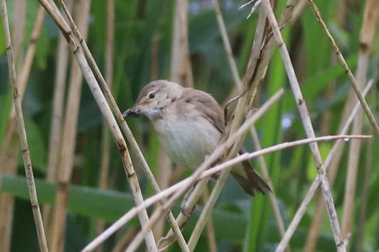 Small brown warbler perched on thin reed stems in green marsh vegetation