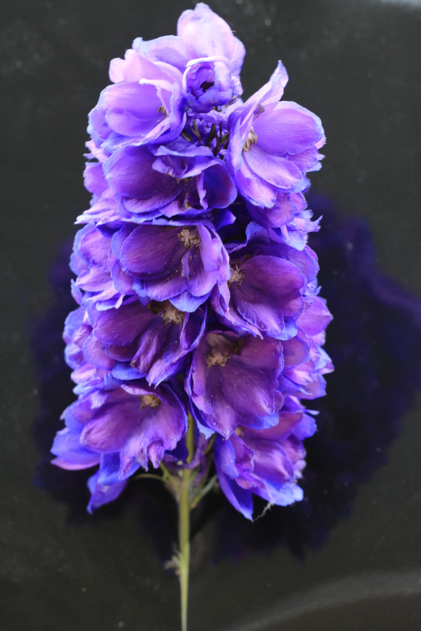 Close-up of vibrant purple delphinium flowers against a dark background