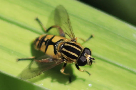 Close-up of a yellow and black striped hoverfly resting on a green leaf with translucent wings