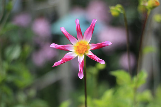 Close-up of a pink and white dahlia flower with a yellow center in a green garden