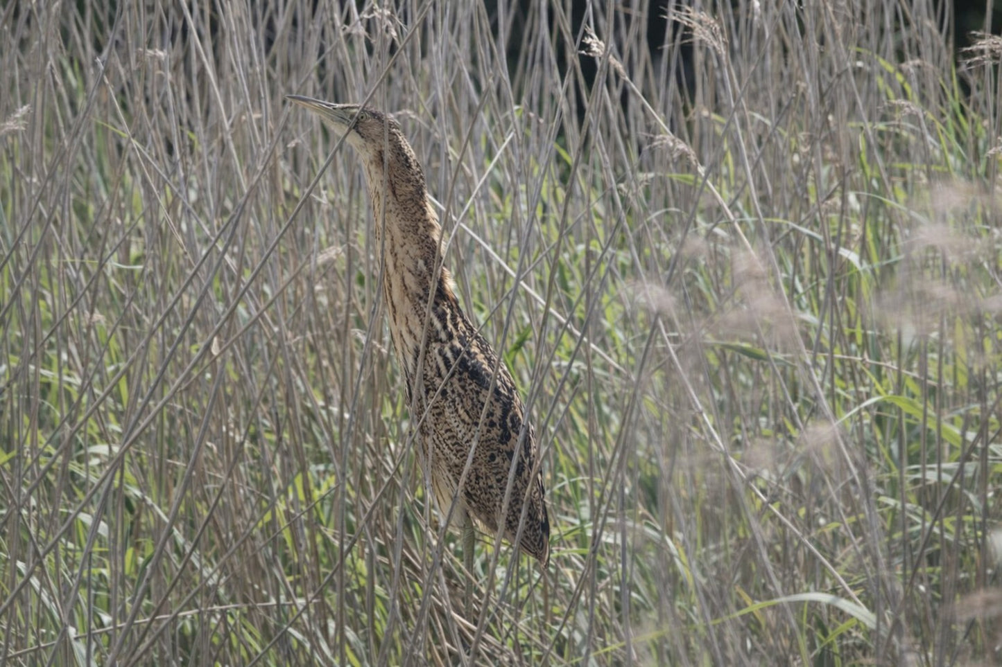 "Camouflaged bittern standing upright among tall dry reeds at RSPB Newport Wetlands, blending seamlessly with its surroundings thanks to streaked brown plumage and vertical posture."