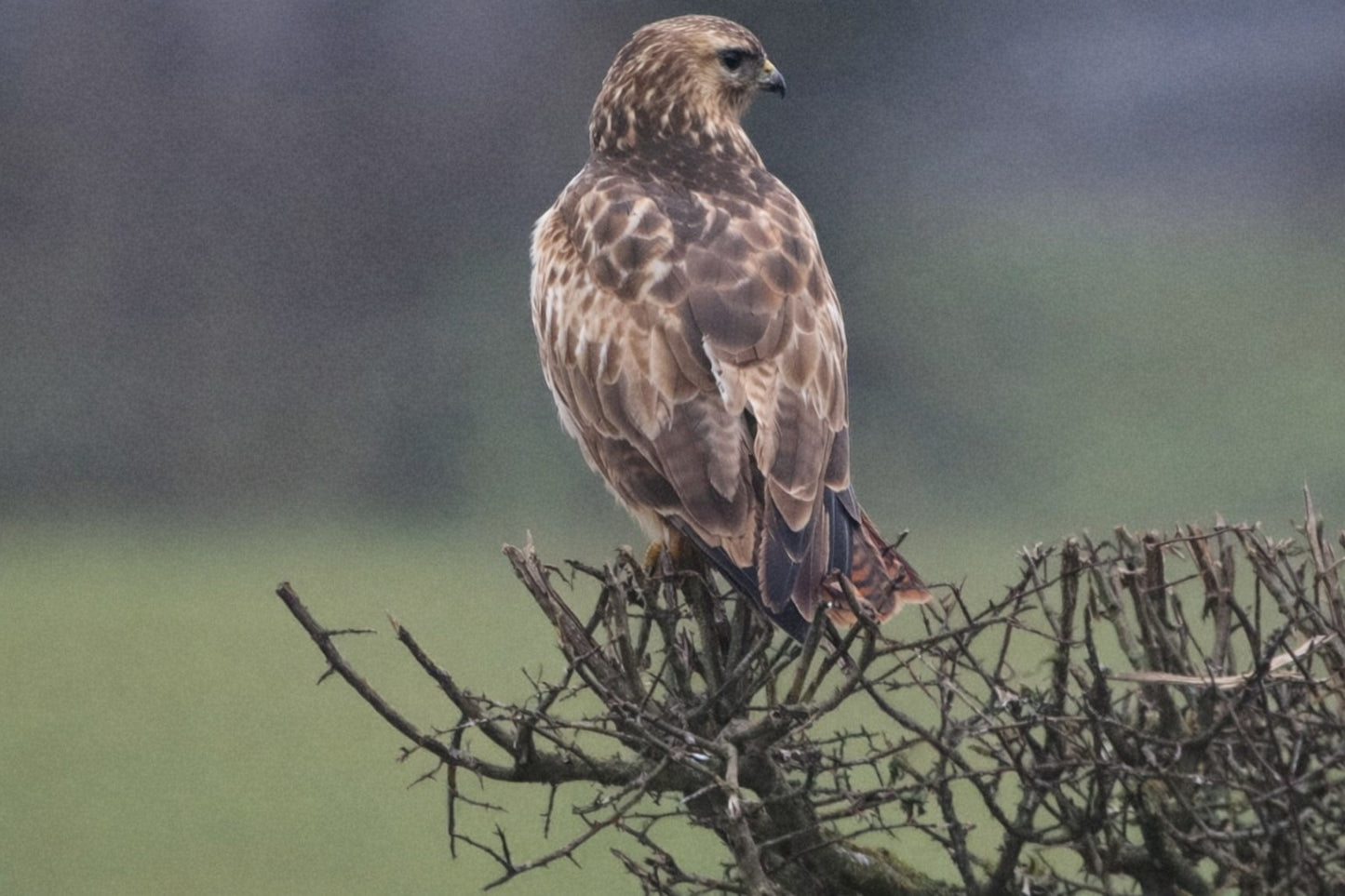 "Common Buzzard perched on a thorny branch just outside RSPB Ham Wall, sharply detailed against a soft green field and moody sky."