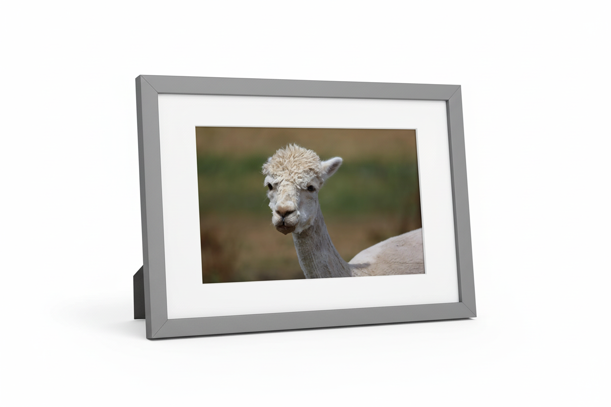 Alpacas at Wolfridge Farm Thornbury South Gloucestershire UK