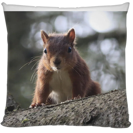Red squirrel perched on tree branch with blurred forest background on wildlife cushion
