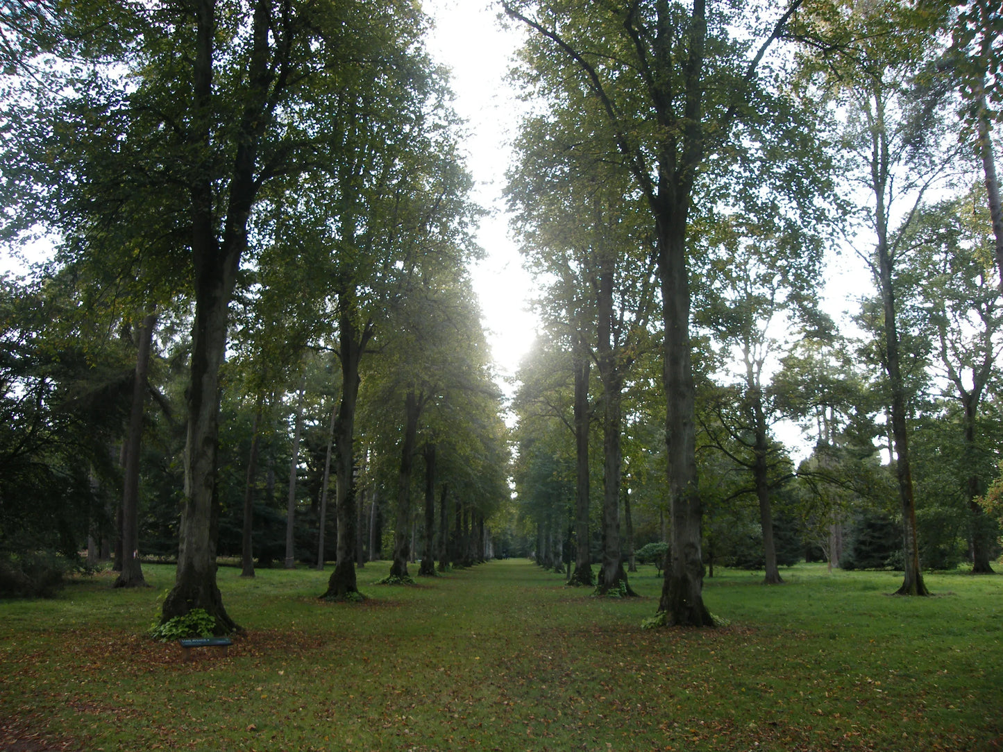 Sunlit tree-lined pathway through a green park with tall leafy trees on both sides