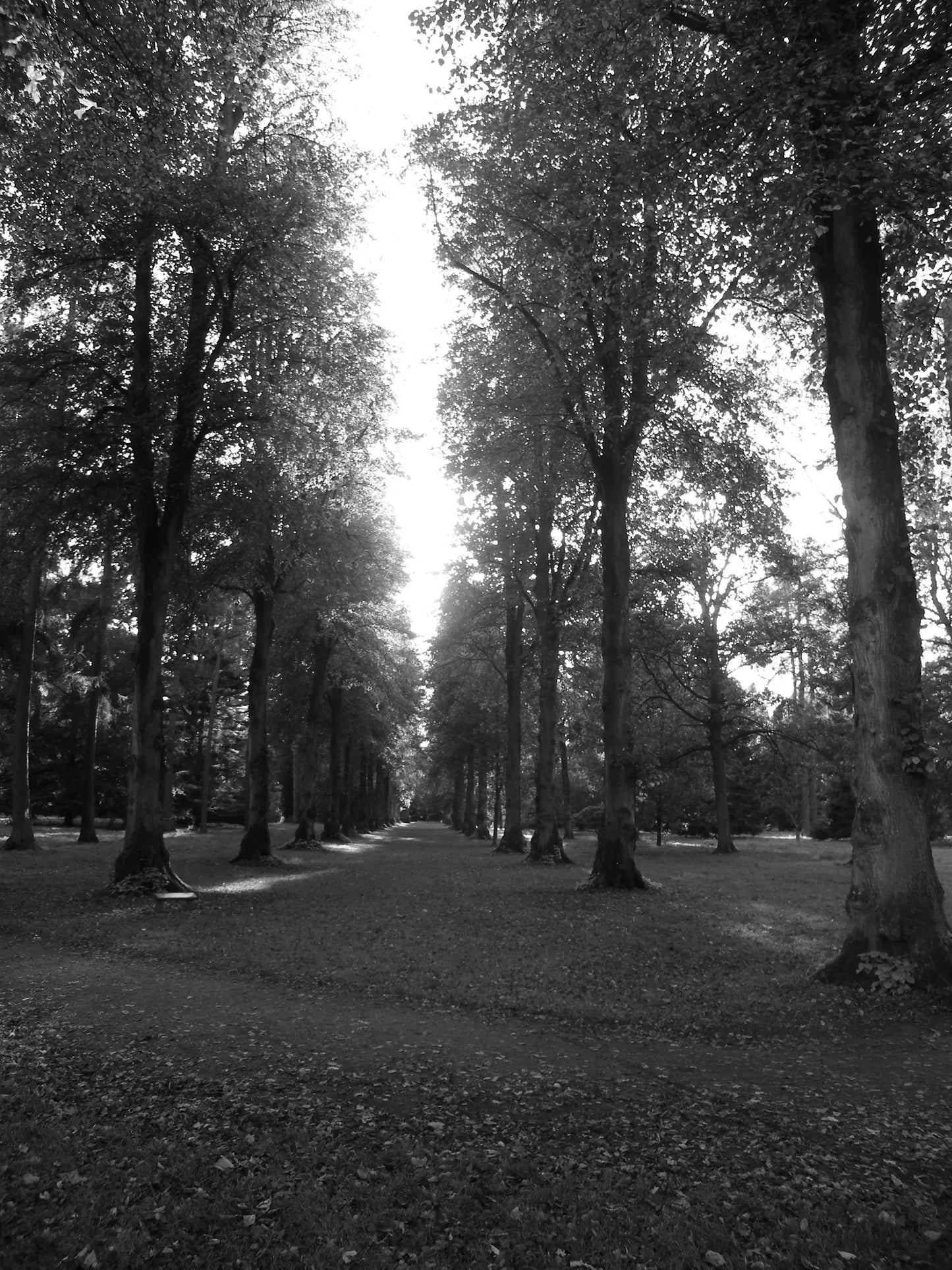 Black and white photo of a tree-lined pathway in a serene park setting at Bembridge Photography