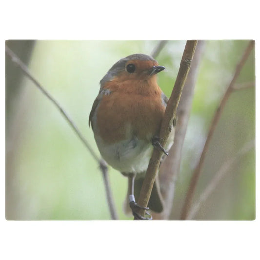 Close-up of a British robin perched on a slender branch with soft green blurred background