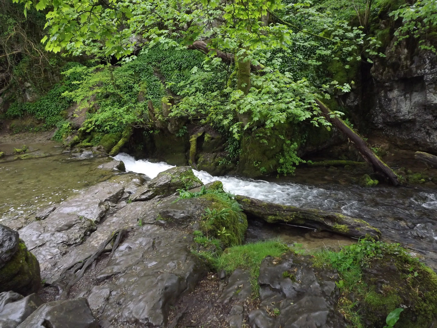 British woodland stream flowing over rocks surrounded by lush green foliage and mossy trees