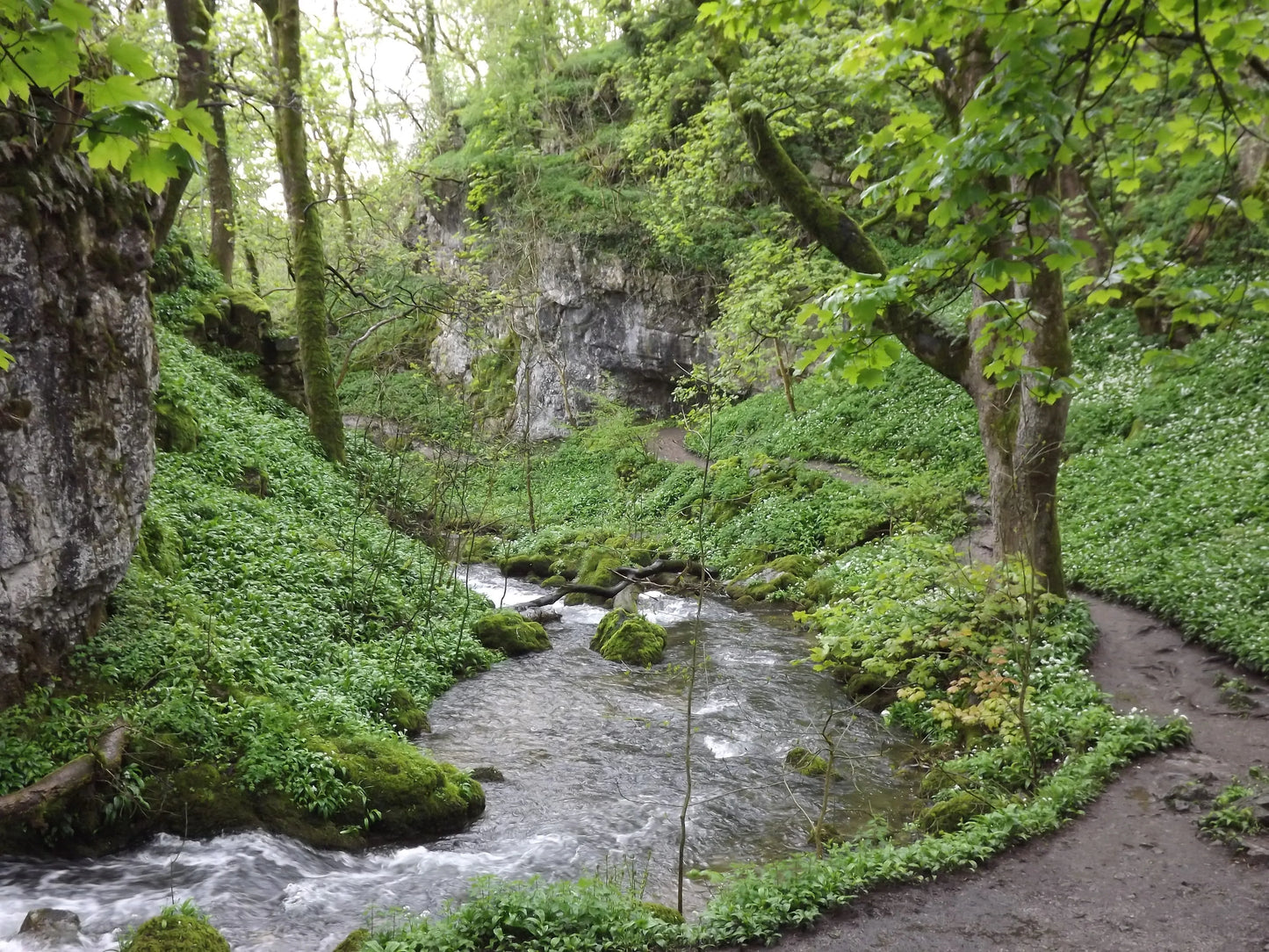 British woodland stream flowing alongside a mossy rocky cliff with a winding forest path