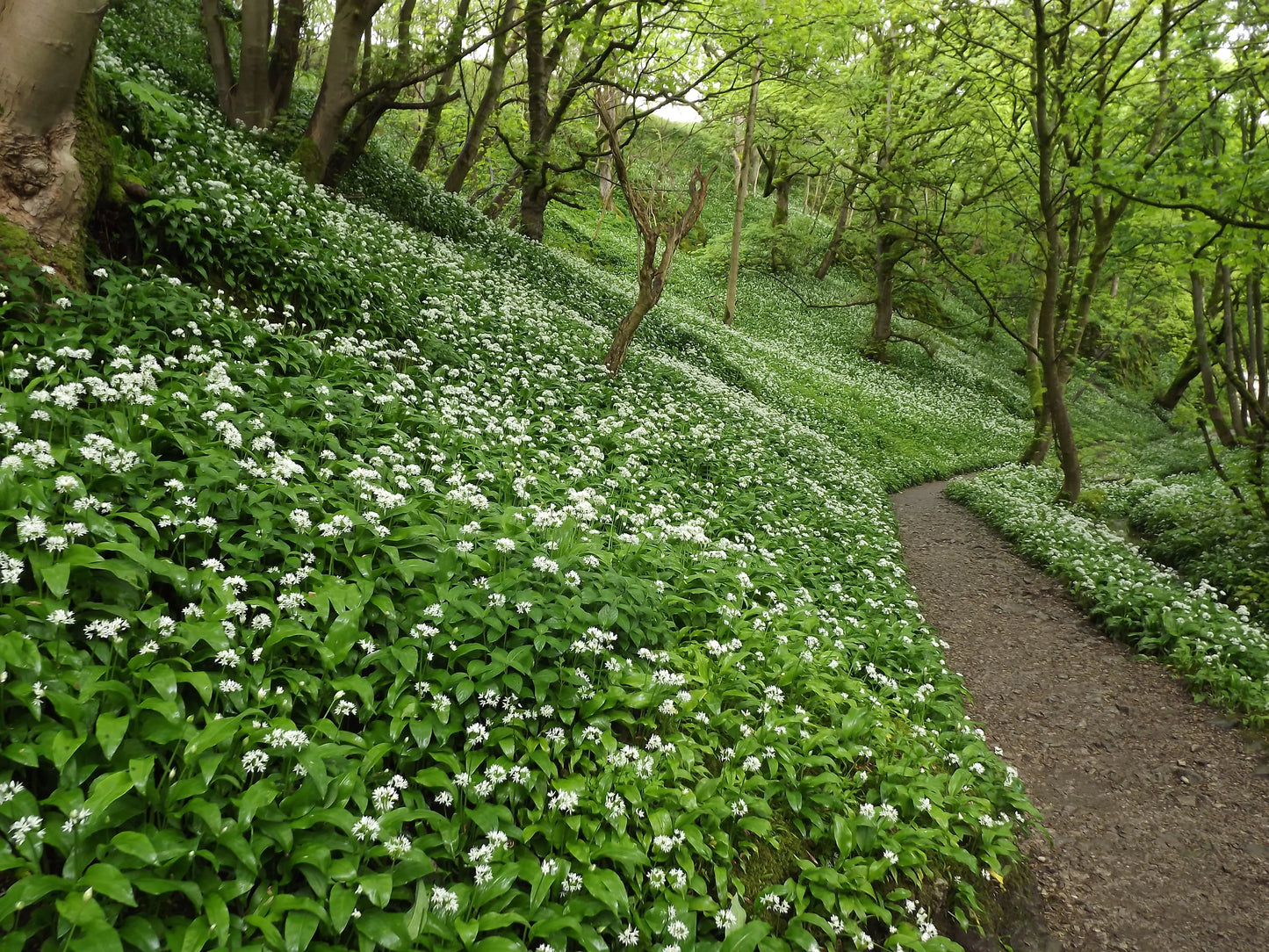 Forest path winding through dense wild garlic with white flowers under leafy green trees