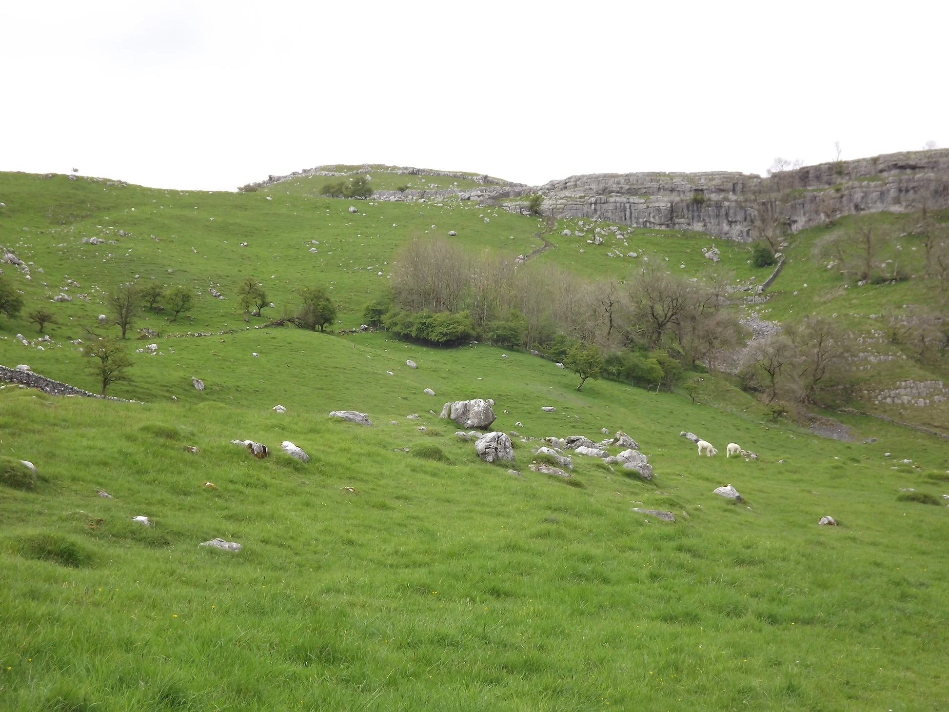 Rolling green hillside with scattered rocks and grazing sheep beneath limestone cliffs