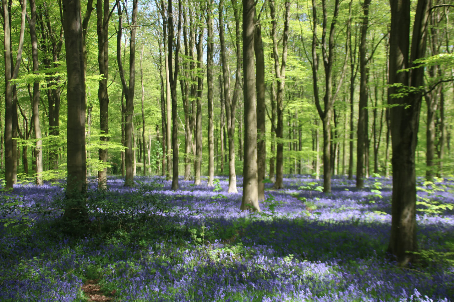 Sunlit forest with tall trees and a dense carpet of bluebell flowers covering the woodland floor
