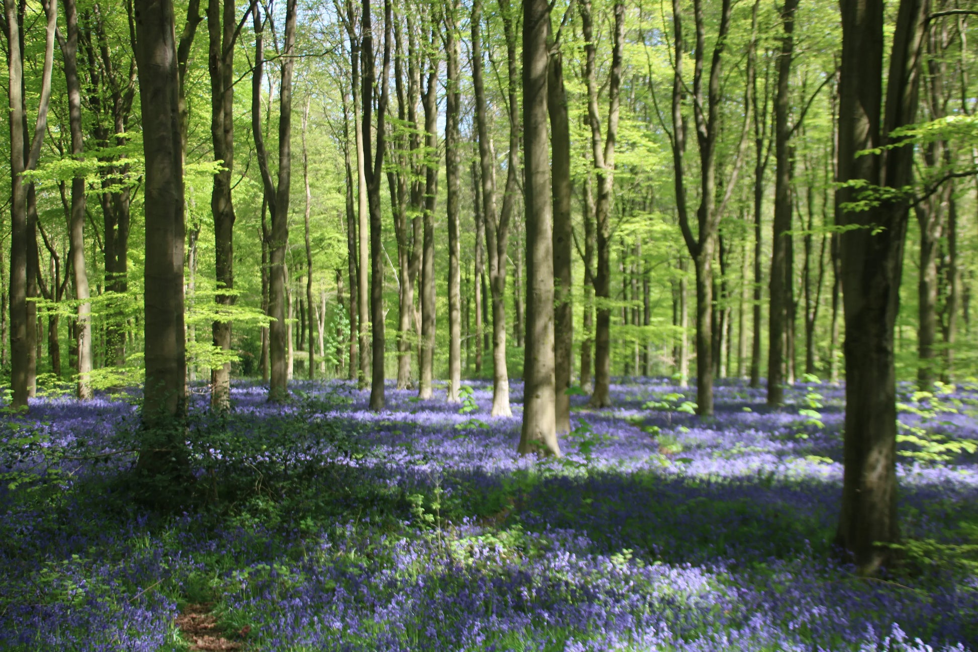 Sunlit forest with tall trees and a dense carpet of bluebell flowers covering the woodland floor