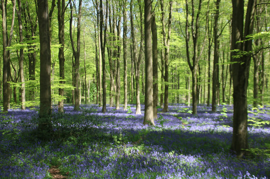 Sunlit forest with tall trees and a dense carpet of bluebell flowers covering the woodland floor