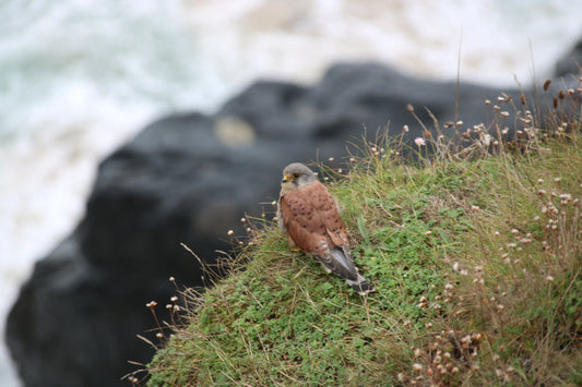 Kestrel perched on grassy cliff edge with rocks and ocean waves in the background