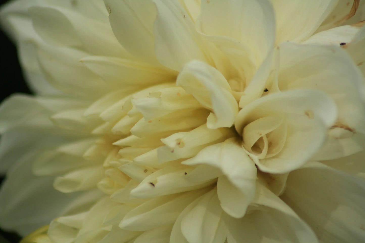 Close-up of pale yellow flower petals with soft texture and subtle brown spots