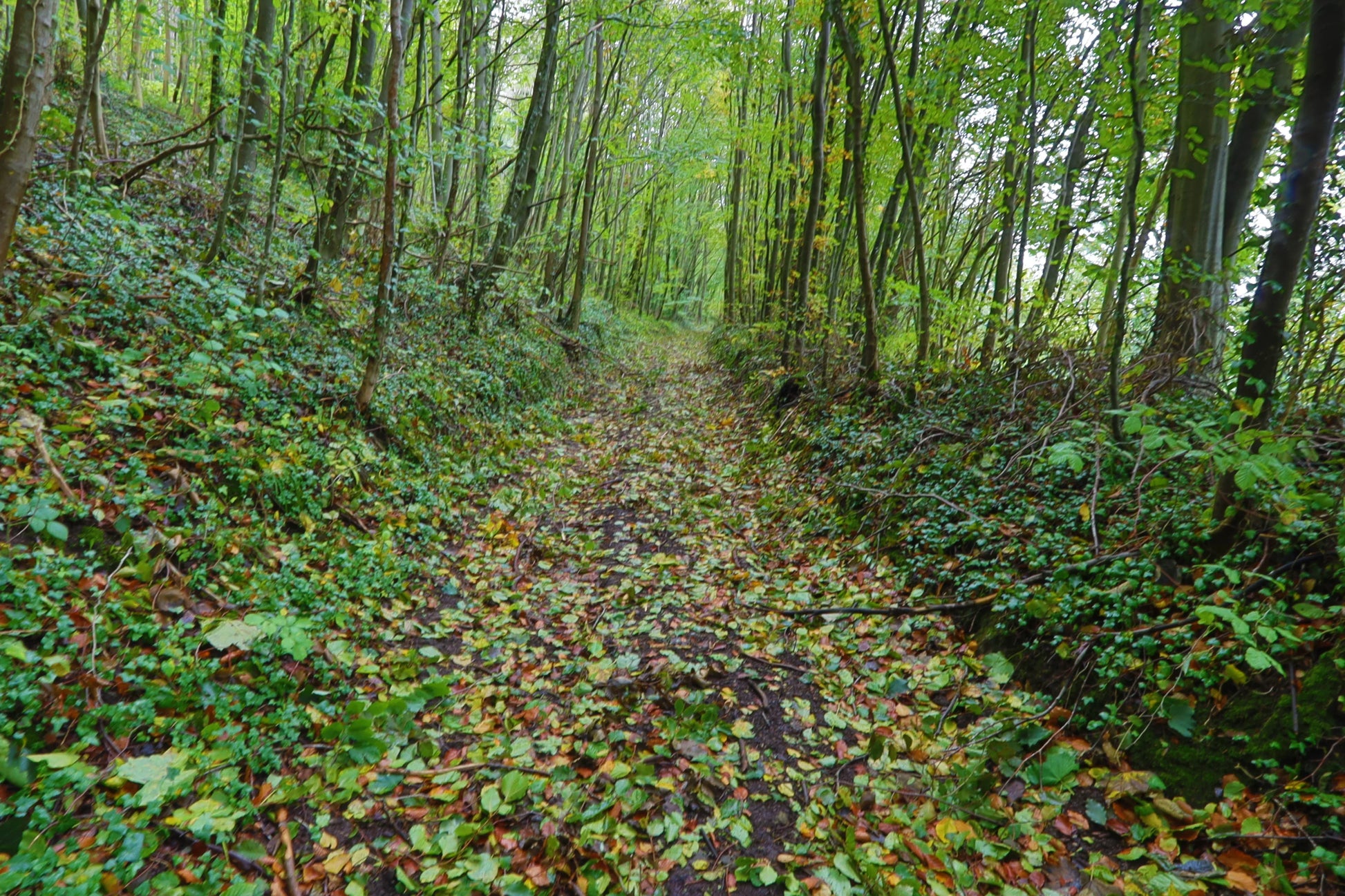 Leaf-covered woodland trail surrounded by dense green trees and undergrowth in British forest