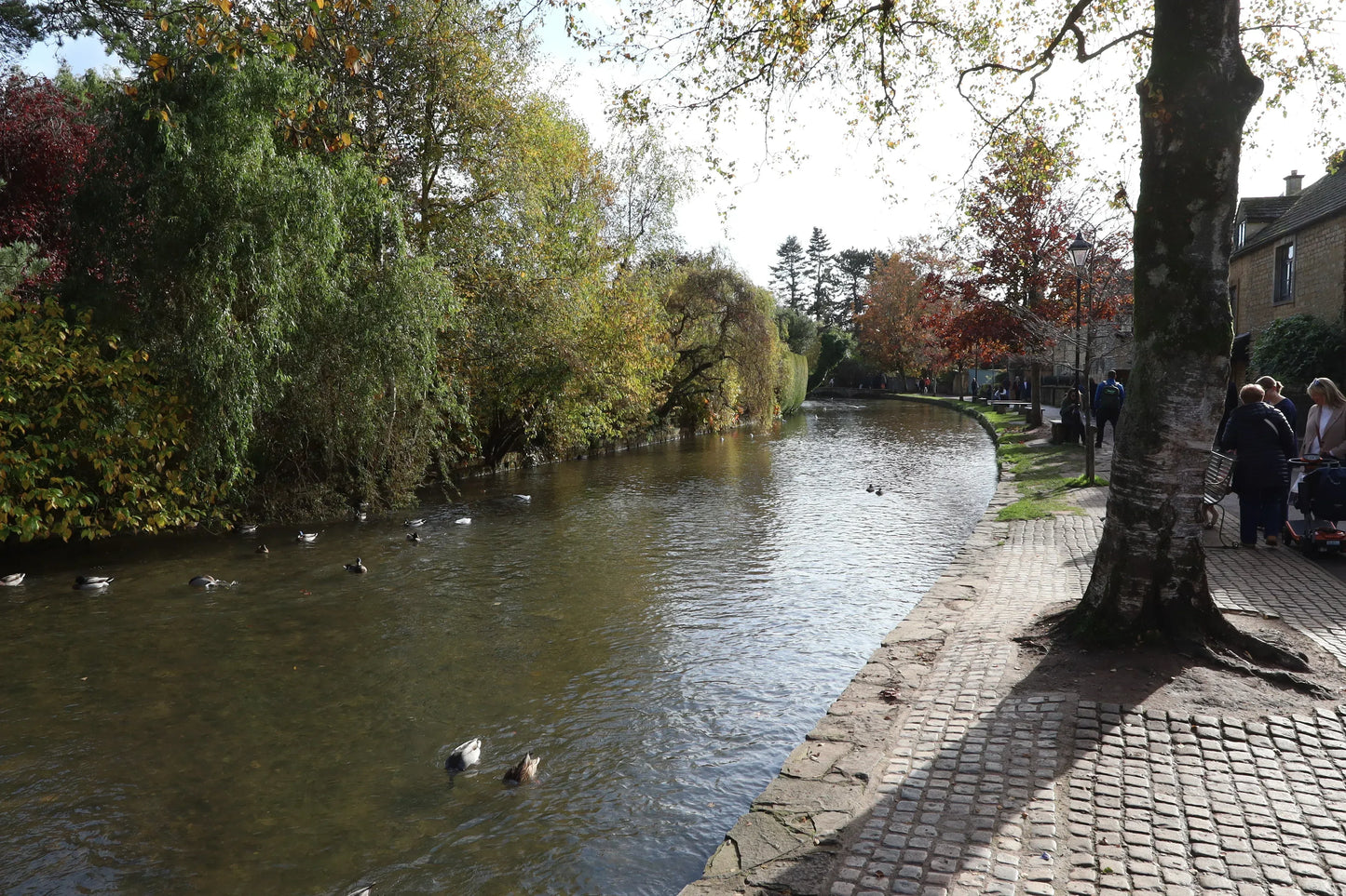 Autumn riverside scene with ducks swimming along a cobblestone path and people walking by trees