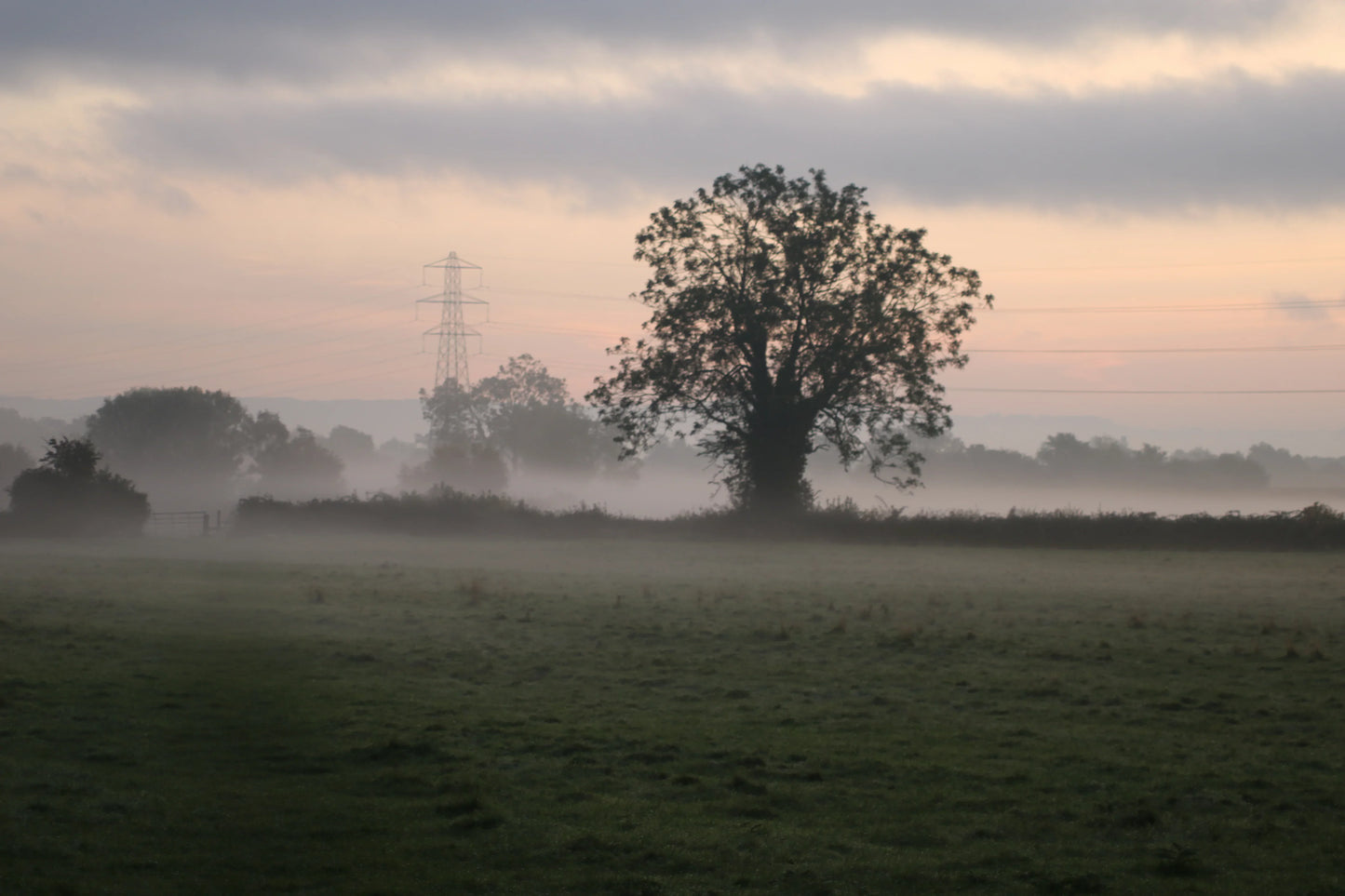 Misty British countryside at dawn with large solitary tree, fog over green field, and power lines
