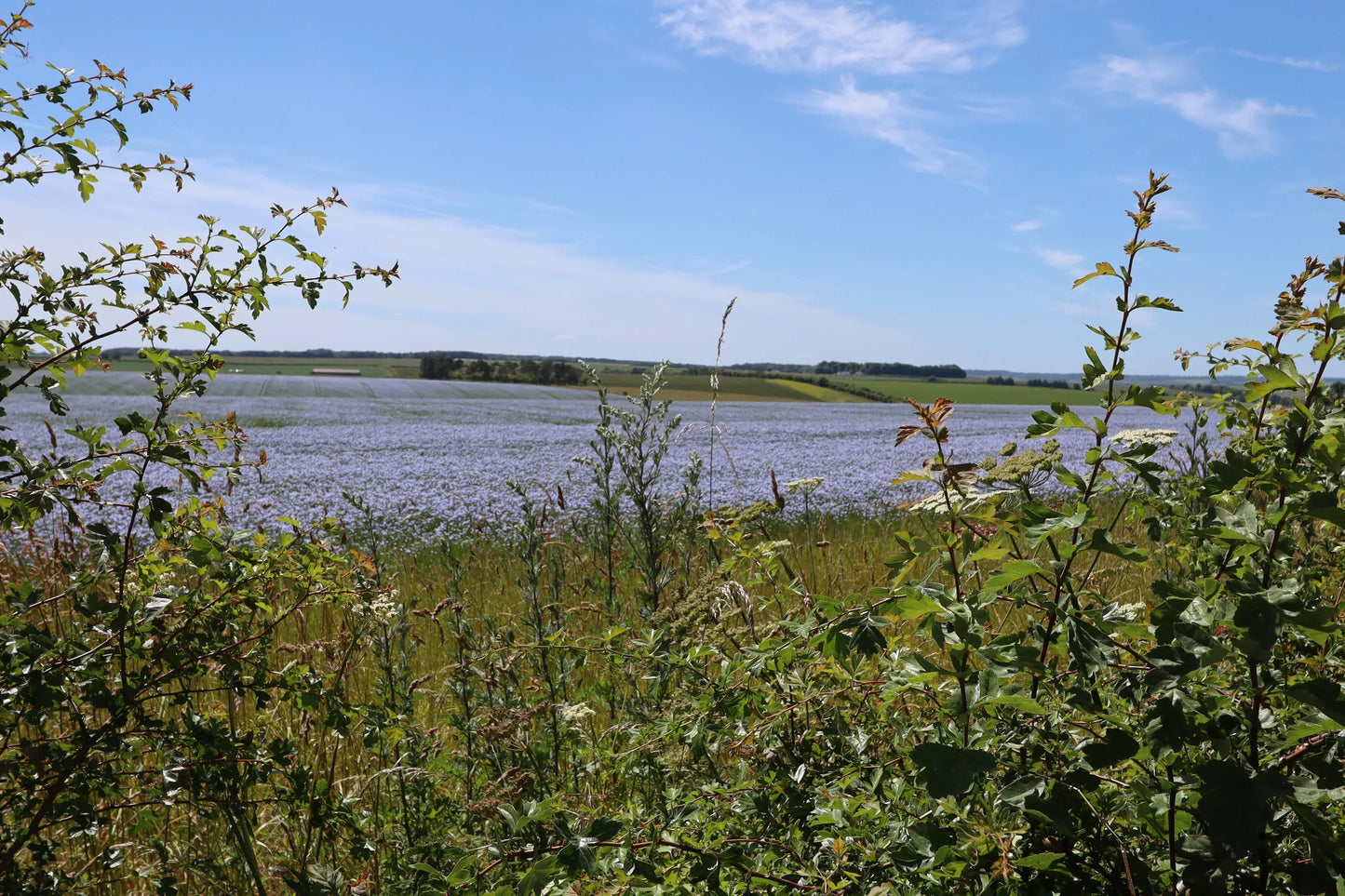 Green leafy plants in foreground with vast purple flower field and blue sky in countryside landscape