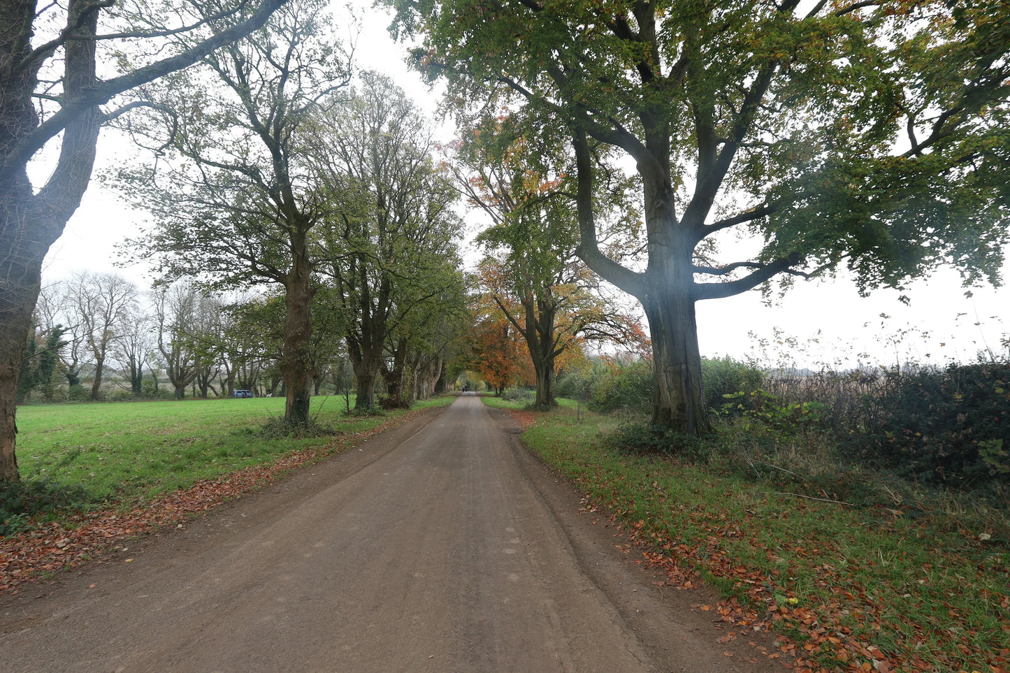 Quiet rural dirt road lined with tall trees showing autumn foliage in British countryside landscape