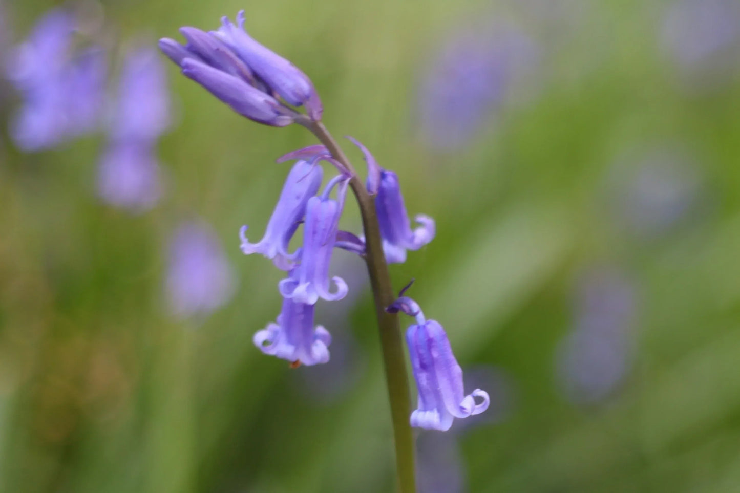 Close-up of purple bell-shaped bluebell flowers on green blurred background