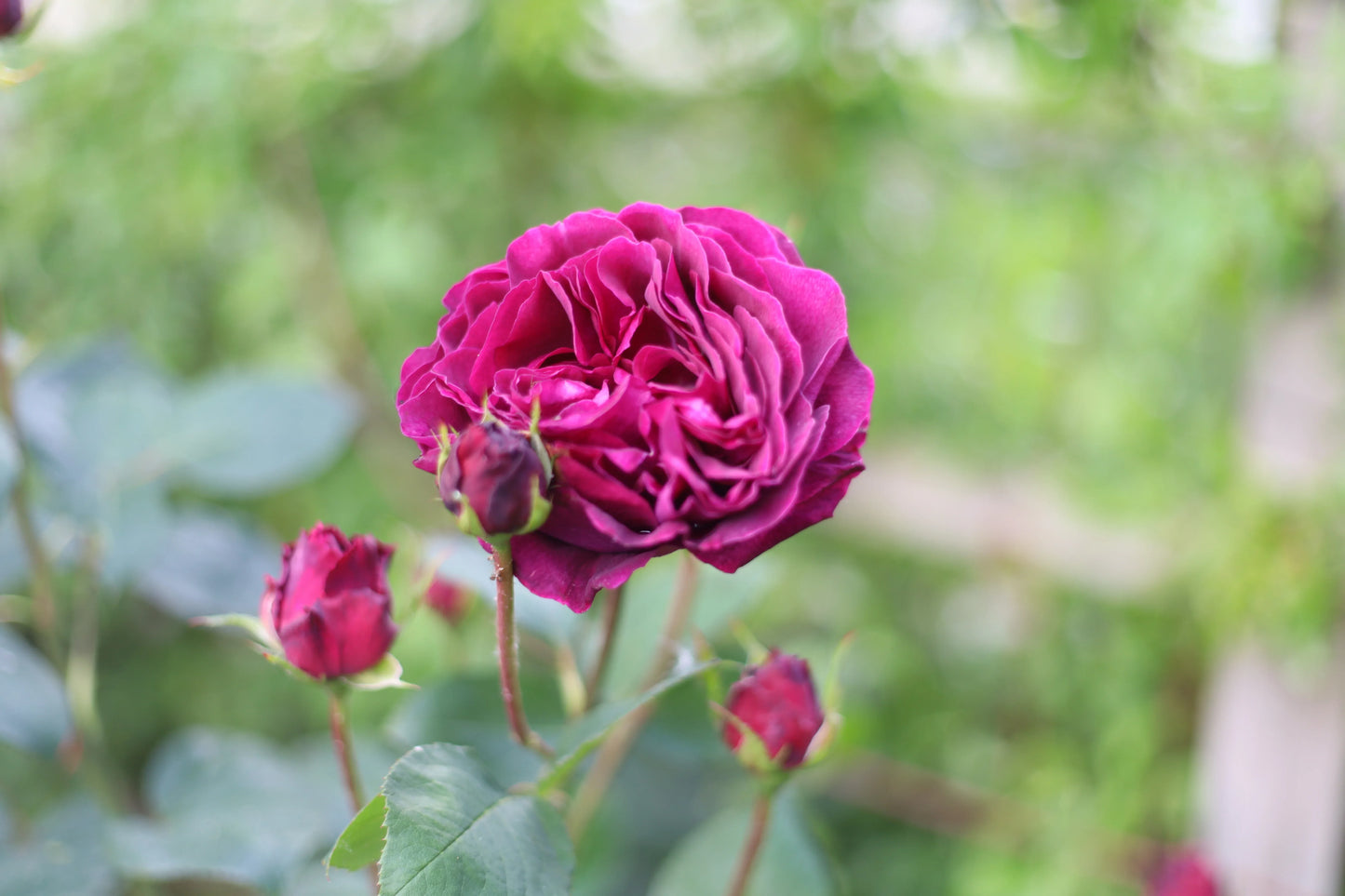 Close-up of a deep pink rose and rosebuds in a garden with green blurred background