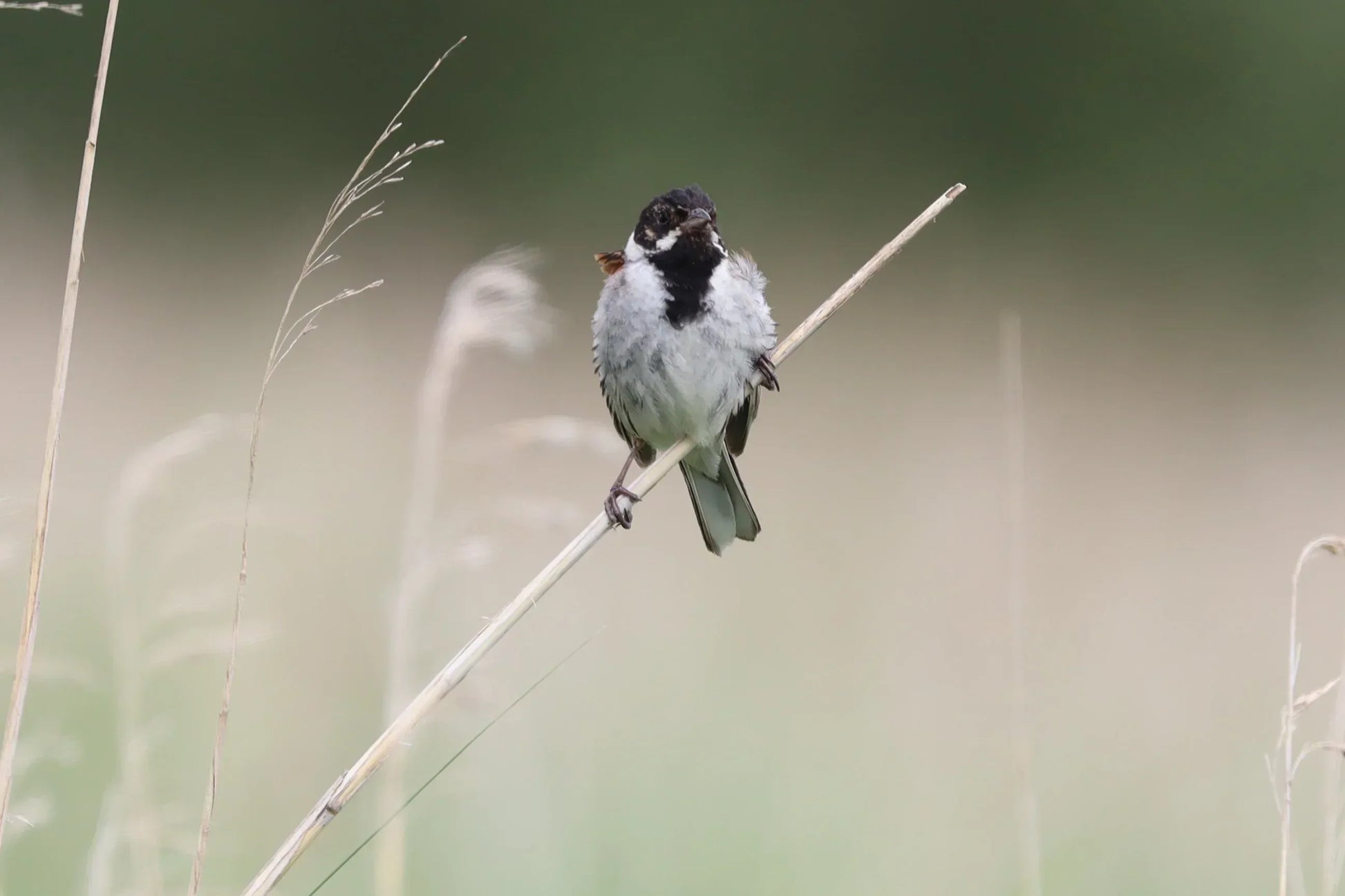 Reed bunting bird perched on a dry reed stem in a blurred natural grassland background