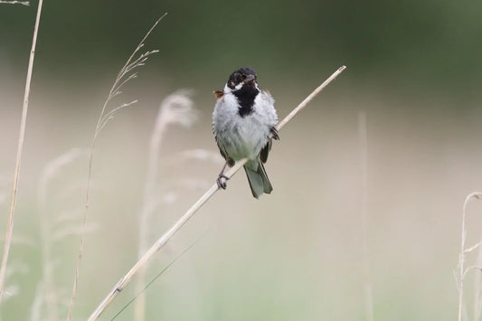 Reed bunting bird perched on a dry reed stem in a blurred natural grassland background