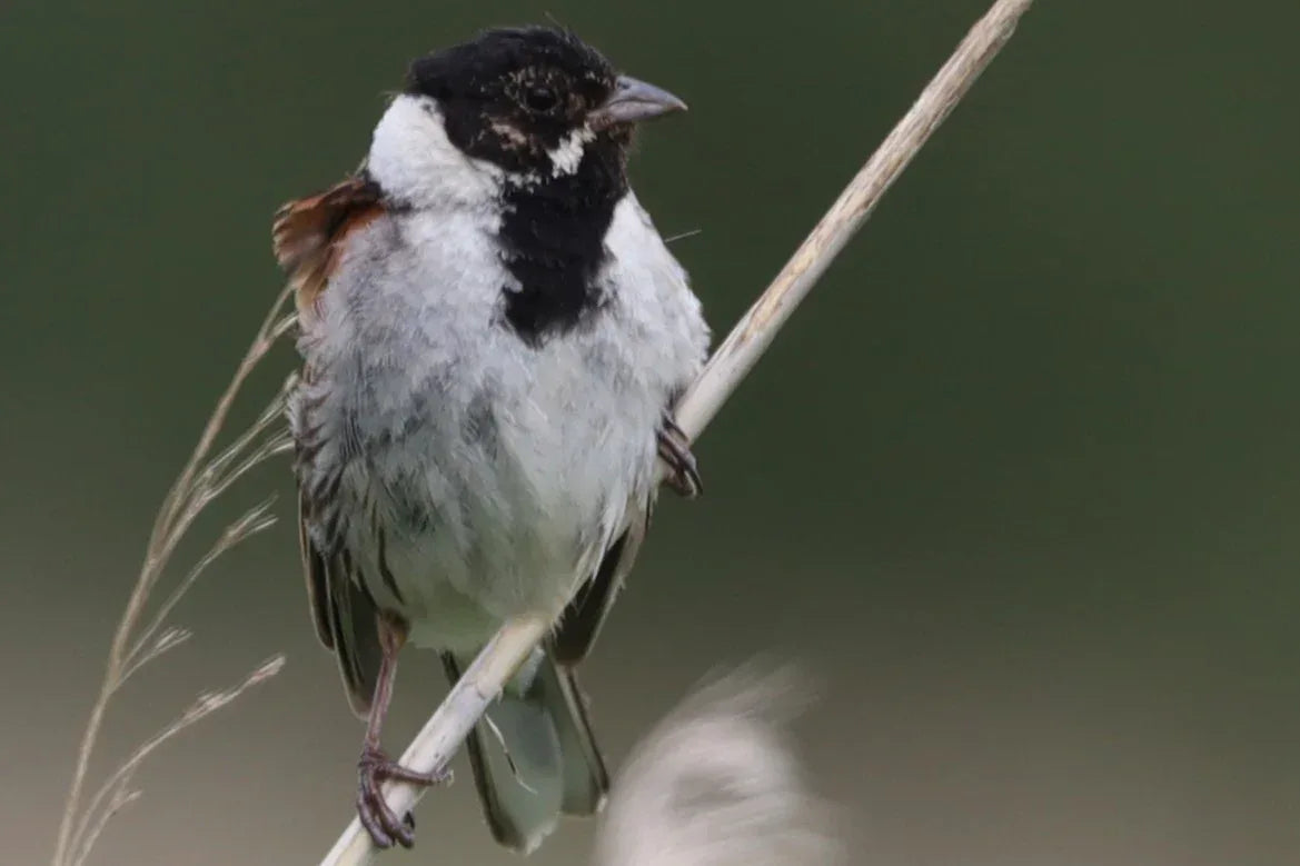 Reed Bunting bird perched on dry reed with blurred green background