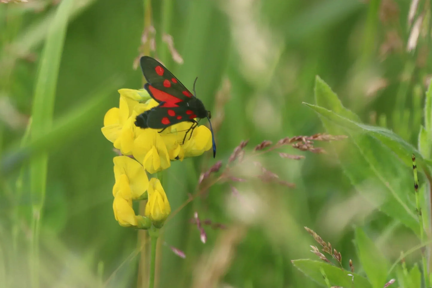 Five-spot burnet moth with black wings and red spots on a yellow wildflower in green meadow