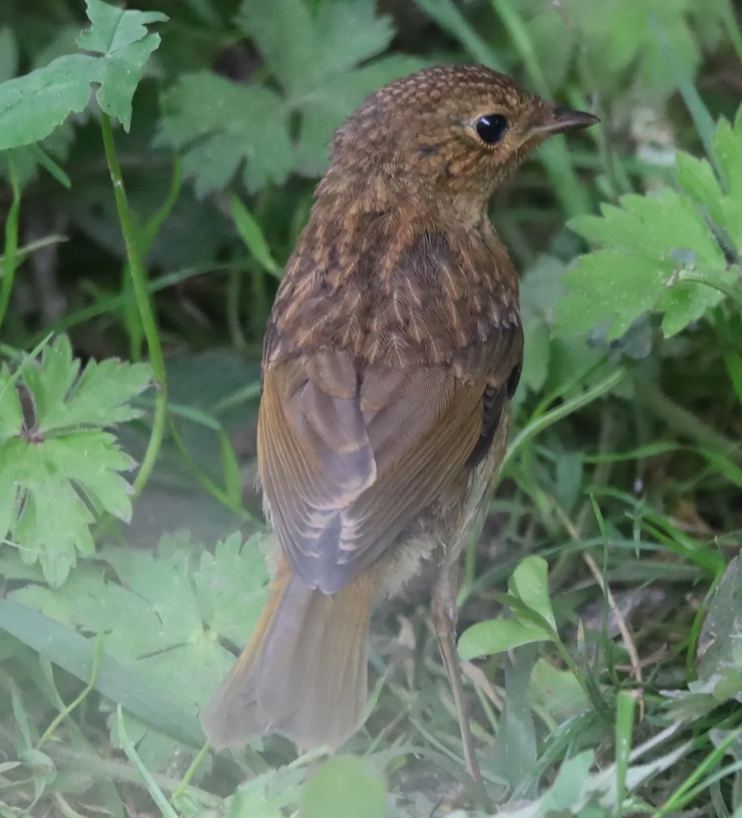 Juvenile robin bird standing on grass surrounded by green leaves, showing brown and orange feathers