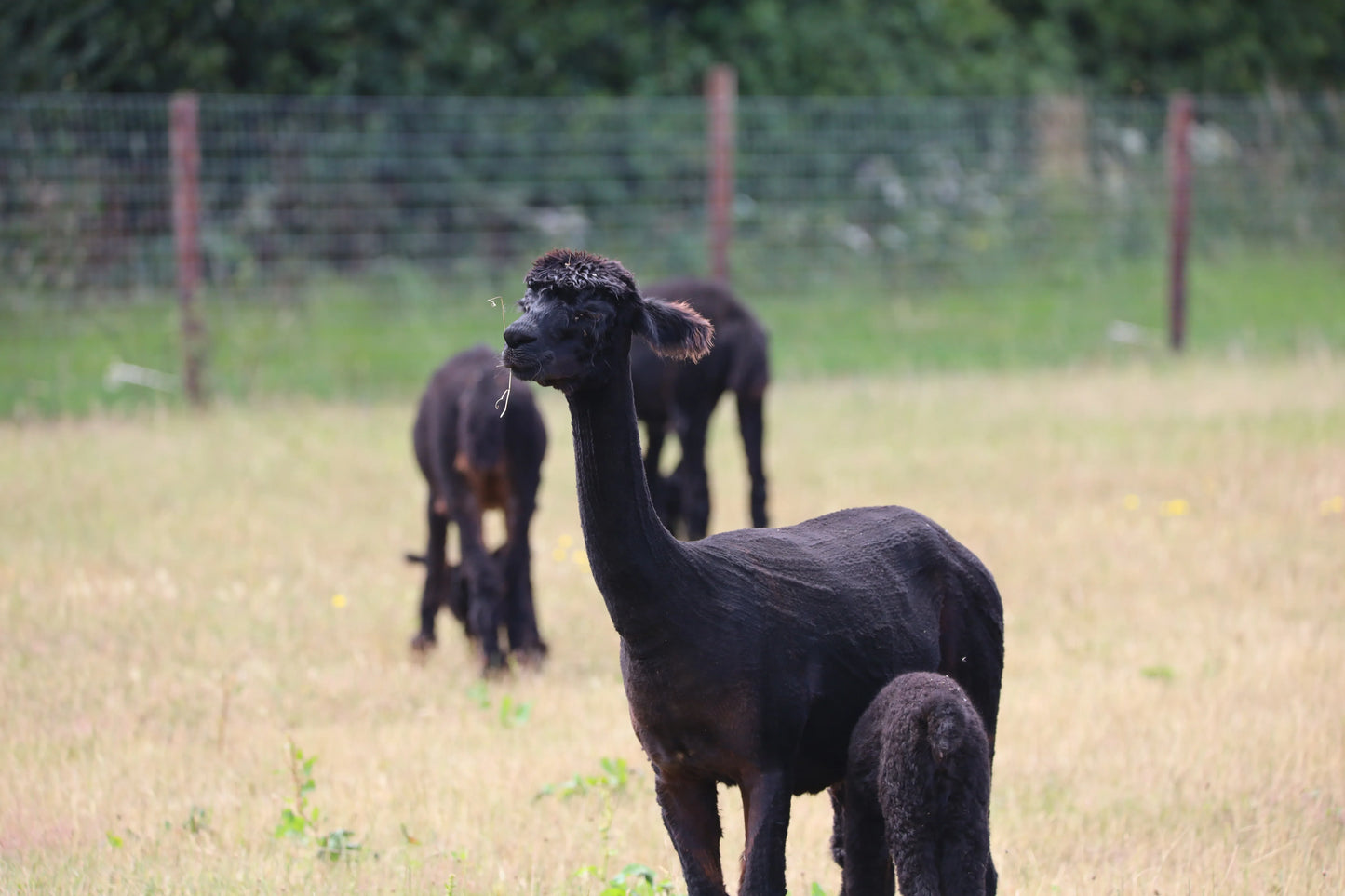 Black alpacas grazing in a grassy field with a wire fence and trees in the background